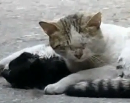 Katze auf Youtube, die eine andere wiederzubeleben scheint