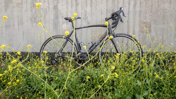 Trenga GLR-Rennrad unter der Köhlbrandbrücke